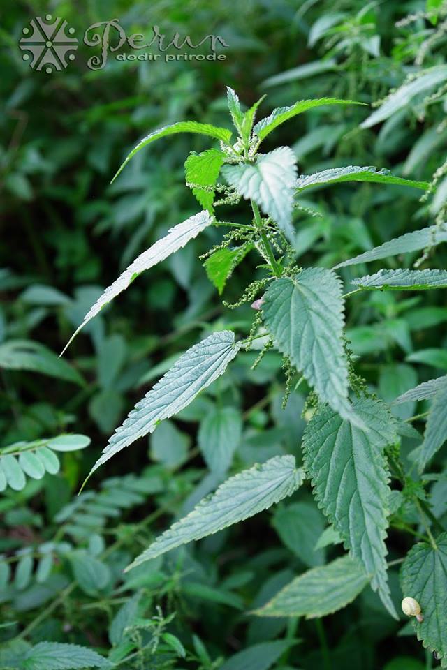 14956032_10154627558197412_2341284215635467967_n